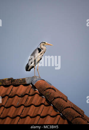 Grey heron standing on a red tiled roof overlooking the area Stock Photo