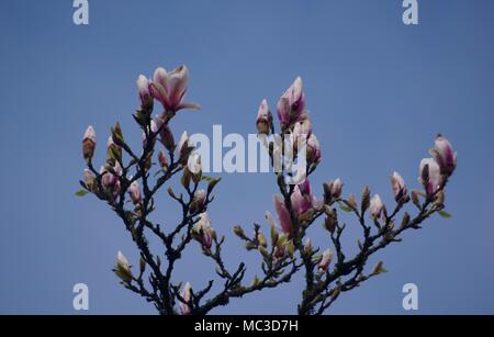 Magnolia Tree Canopy in Spring Bloom. Bickleigh, Tiverton, Devon, UK. April, 2018. Stock Photo