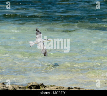 Crested Tern in flight (Thalasseus bergii, formerly Sterna bergii), Great Barrier Reef, Far North Queensland, QLD, FNQ, GBR, Australia Stock Photo