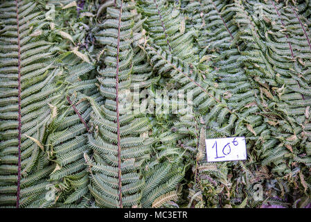 Fern leaves on sale at the market, Goroka, Eastern Highlands Province, Papua New Guinea Stock Photo