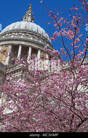 City of London   Spring blossom in St Paul's Cathedral Gardens