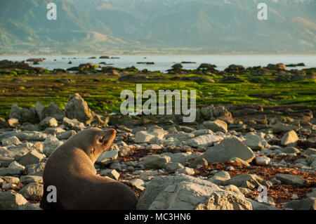 it wild life seal in kaikoura new zealand. i took it early morning so it look very sleepy. if you want image of morning, you can use it. Stock Photo