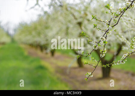 Ornamental garden with majestically blossoming large trees on a fresh green lawn. Stock Photo
