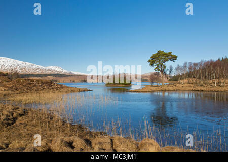 Scots pine (Pinus sylvestris) along Loch Tulla in the Scottish Highlands in winter, Argyll and Bute, Scotland, UK