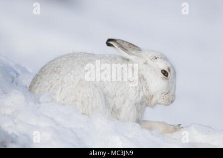Mountain hare / Alpine hare / snow hare (Lepus timidus) in white winter pelage resting in the snow Stock Photo