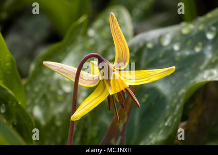 Bronze and yellow flower of the trout lily, Erythronium americanum, showing reflexed petals Stock Photo