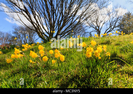 Yellow hoop petticoat daffodils, Narcissus bulbocodium, naturalised in grass in a Devon garden Stock Photo