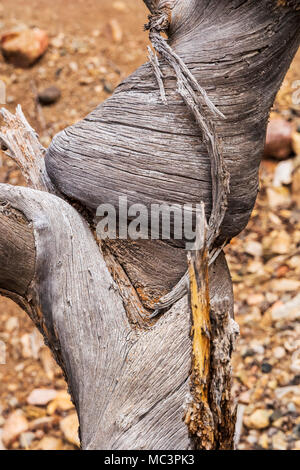 Weathered old dead pine tree along the Double Rainbow Trail; central Colorado; USA Stock Photo