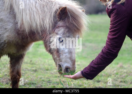 Close up of a girl feeding a shetland pony by hand. Stock Photo