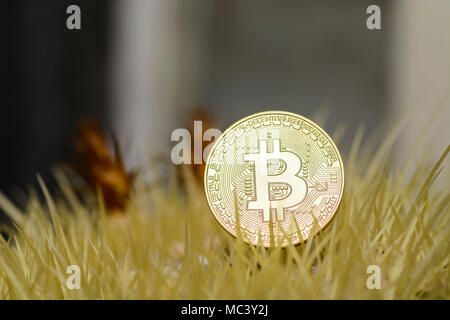 Bitcoin close up coin on a golden Barrel cactus Stock Photo