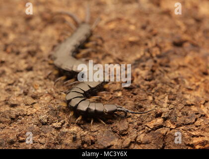 Black Malaysian centipede Stock Photo