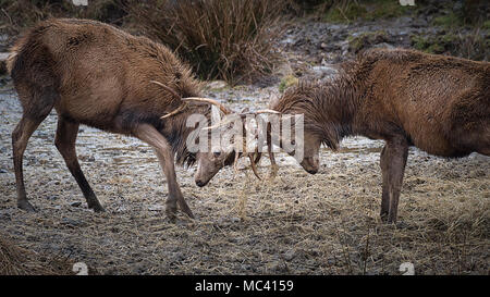 A close up image of a pair of red stags fighting and locking their antlers