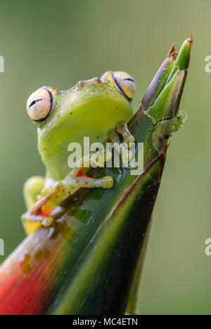 Red-webbed Tree Frog - Hypsiboas rufitelus, beautiful green frog from Central America forests, Costa Rica. Stock Photo