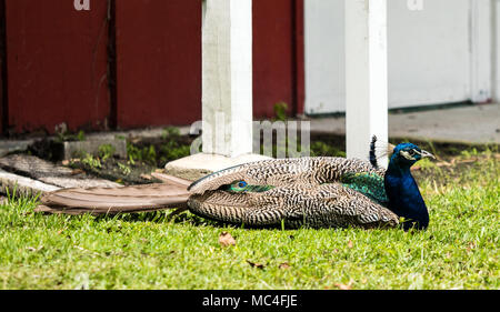 Close up of a peacock bird sitting down on grass near a building. Stock Photo