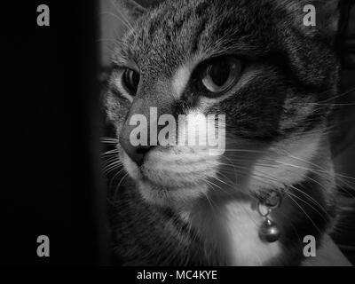 Cute calm mysterious cat look right Stock Photo