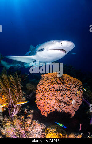 Lemon shark around the Bahamas in Tiger Beach Stock Photo