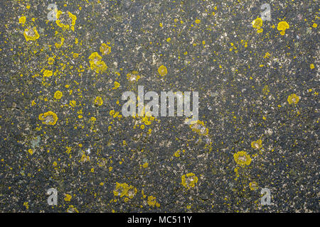 Fresh green moss on the concrete closeup, Moss texture. Mossy stone background Stock Photo