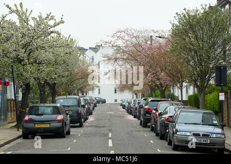 Residential street in London lined by trees in early bloom, and sided by parked cars. Stock Photo