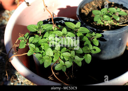 Growing organic peppermint Stock Photo