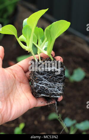 Hand holding Pak Choy seedlings ready to be planted in the ground Stock Photo