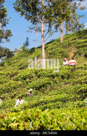 Vertical view of workers picking tea leaves on a plantation in Nuwara Eliya, Sri Lanka. Stock Photo