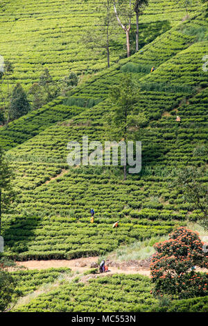 Vertical view of workers picking tea leaves on a plantation in Nuwara Eliya, Sri Lanka. Stock Photo