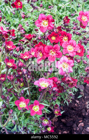 Clump forming Saxifraga 'Peter Pan Red' coming into flower in early Spring. Stock Photo