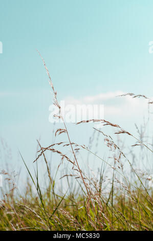 Tall, wild grass varieties, bending in a Summer breeze with aqua blue sky and white cloud above. Stock Photo