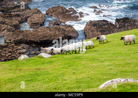 Black-faced Mountain Sheep on cliffs on Achill Island, County Mayo, Ireland. Atlantic Ocean view. Stock Photo
