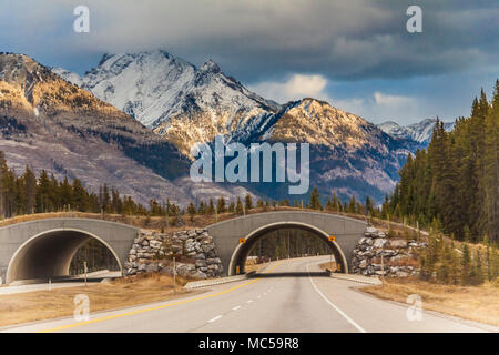 Wildlife overpass on Trans Canada Highway 1 in  Banff National Park in Alberta, Canada. This type of overpass provides a natural appearing terrain for Stock Photo