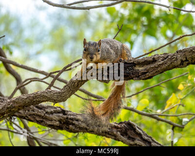 Squirrel Looking Straight at Camera Laying on Bent Left Feet Stock Photo