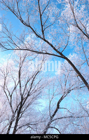 Snow branches on the tree at blue sky background. Frosty winter day - snowy branch closeup.