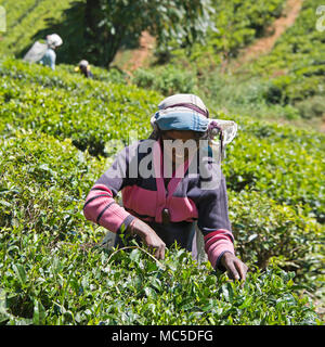 Square portrait of a tea leaf picker in Nuwara Eliya, Sri Lanka. Stock Photo