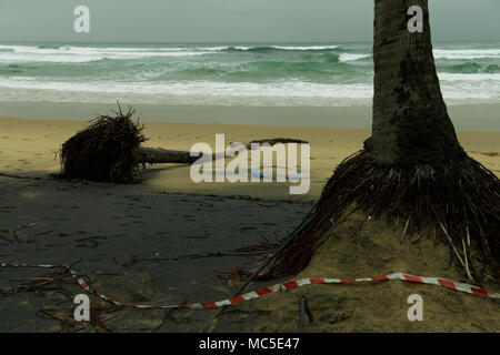 Dead fallen over palm tree lying on beach with exposed roots after damaged by storm Stock Photo
