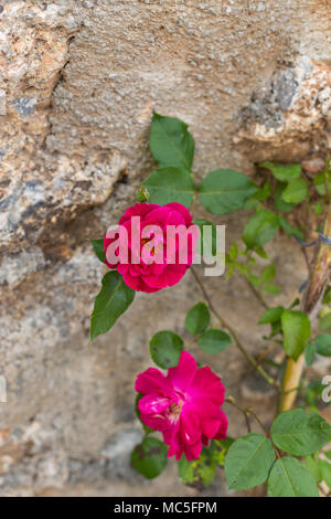 Landscape design concept. Climbing rose flower  over stone wall. Vertical frame. Stock Photo