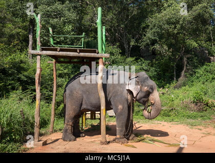 Elephant eating bamboo leaves, Sigiriya, Central Province, Sri Lanka, Asia. Stock Photo