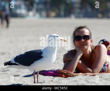 Young woman in sunglasses lying on the beach with a large seagull prominent in the foreground Stock Photo