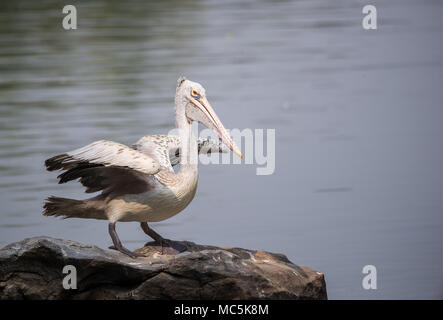 A spot billed pelican about to take off from the rocks in the lake Stock Photo