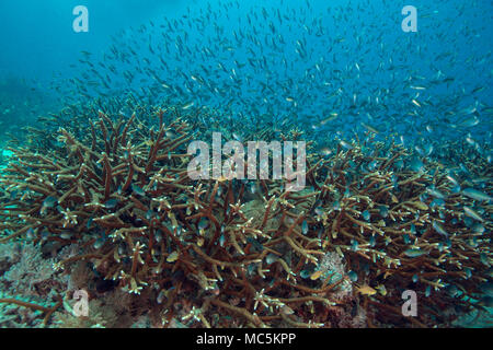 The staghorn coral (Acropora cervicornis). Picture was taken in the Ceram sea, Raja Ampat, West Papua, Indonesia Stock Photo