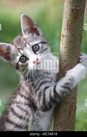 Young cat Stock Photo