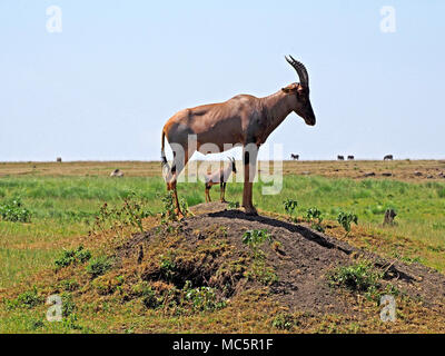 two topi (Damaliscus lunatus jimela) standing on termite mounds in full sun in the Masai Mara, Kenya, Africa one framed within the legs of the other Stock Photo