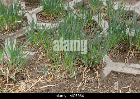 Chinese chives shoot up in an allotment on a stabilised slope in eastern Beijing, China in early spring Stock Photo