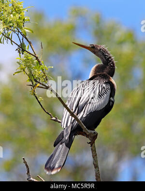 Anhinga perched in a tree along the Rainbow River, Dunnellon, Florida Stock Photo