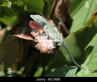 Carolina green Anole lizard climbing on leaves with dewlap extended Stock Photo