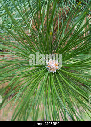 Close up photograph of the end of a long needle pine tree with needles sprawled out from the center with missing pine cone making a great nature backd Stock Photo