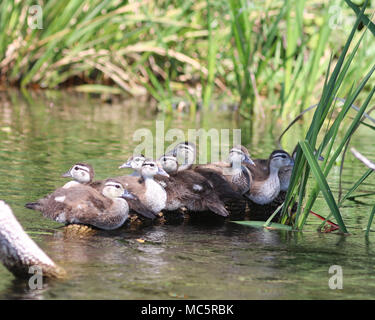 Adorable ducklings on a log in the Rainbow River, Dunnellon, Florida Stock Photo
