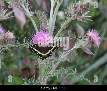 Swallowtail butterfly with wings spread on blooming thistle wildflowers Stock Photo