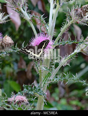 Wild thistle plant with purple blooms and swallowtail butterfly Stock Photo