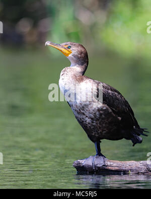 Cormorant standing on one foot on a rock in the Rainbow River in Florida Stock Photo