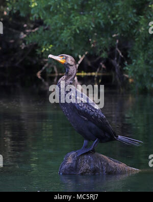 Cormorant standing watch over the Rainbow River in Florida from it's perch on a rock in the water Stock Photo